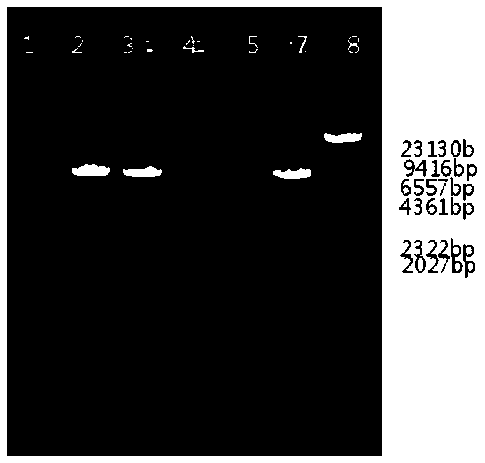 High-expression cytochrome P450 monooxygenase aspergillus ochraceus strain and construction method and application thereof