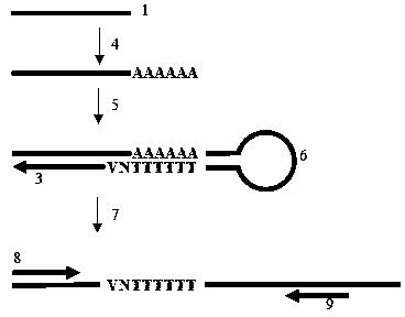 Method for rapid reverse transcription of micro ribonucleic acid (RNA) library