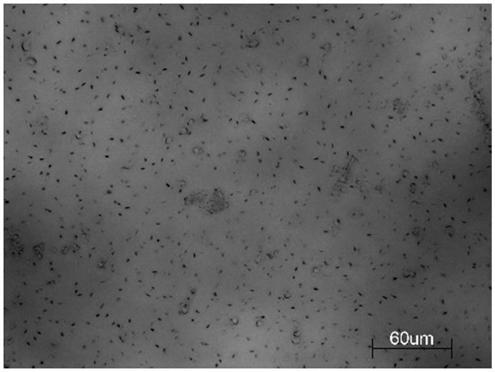 Skin cleaning composition as well as preparation method and application thereof