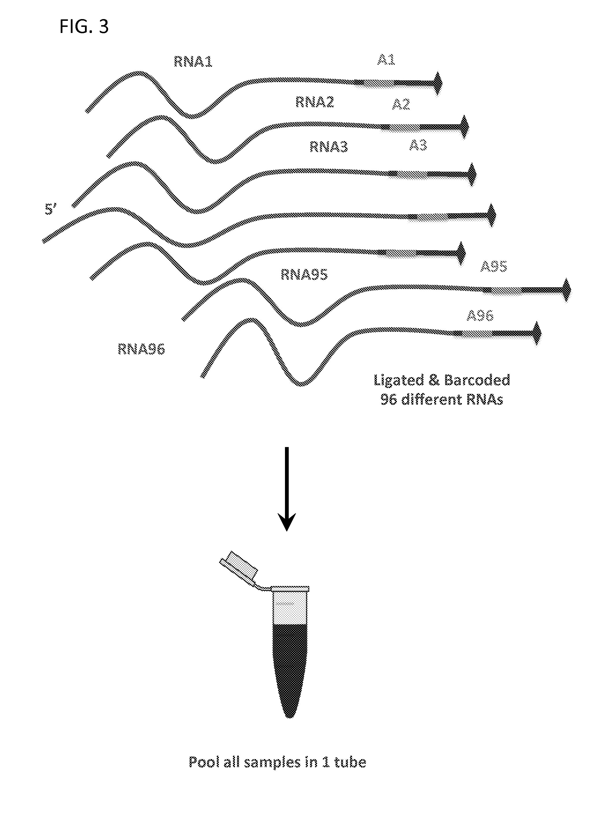 Massively Multiplexed RNA Sequencing