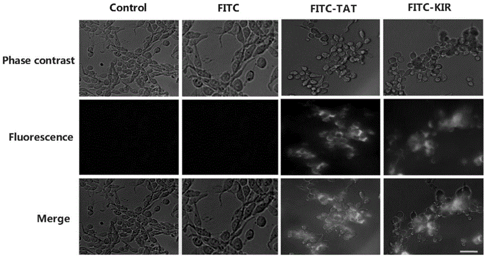 A fusion peptide regulating stat3 phosphorylation and its application