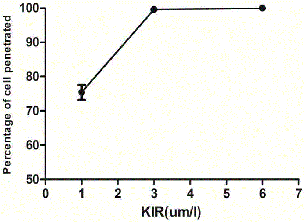 A fusion peptide regulating stat3 phosphorylation and its application