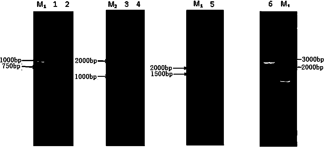 Astaxanthin synthetic gene recombinant plasmid as well as preparation method and application of astaxanthin synthetic gene recombinant plasmid