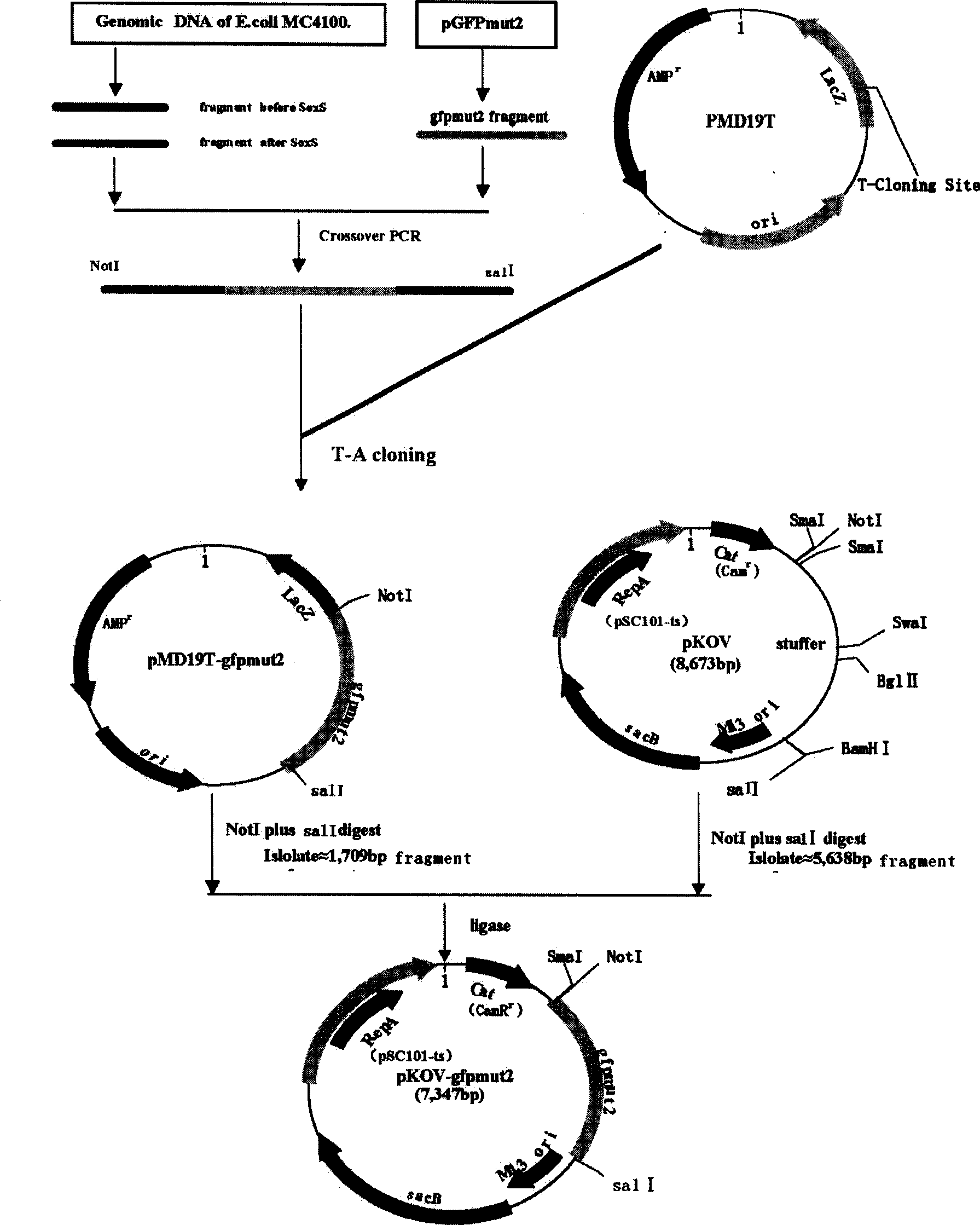 Reporting bacterial strain sensitive to oxidation-reduction cycle reactant and preparation method thereof