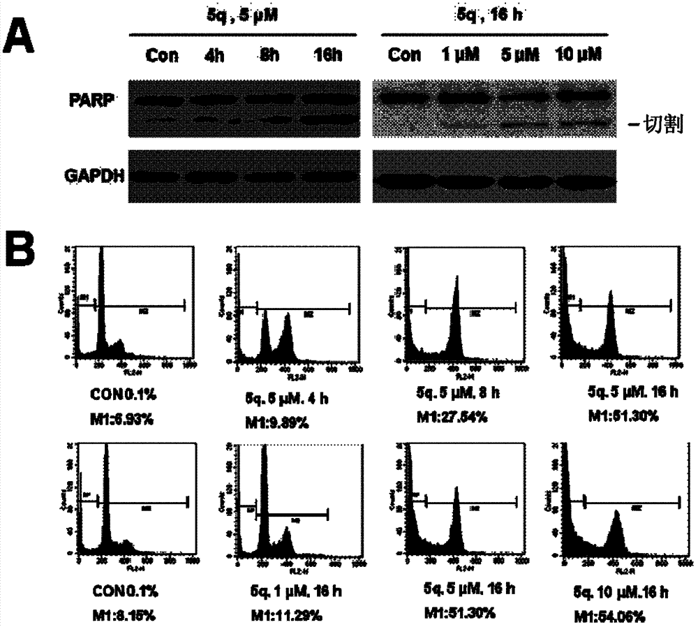 Sulfonamide compound and medicinal compositions thereof, and preparation methods and applications thereof