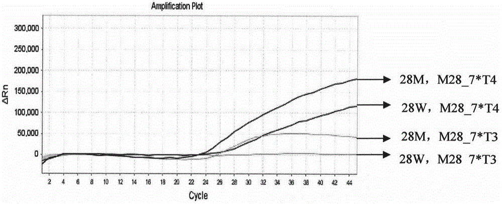 UGT1A1 combined gene locus fluorescence detection kit for guiding irinotecan chemotherapeutic drug individualized treatment