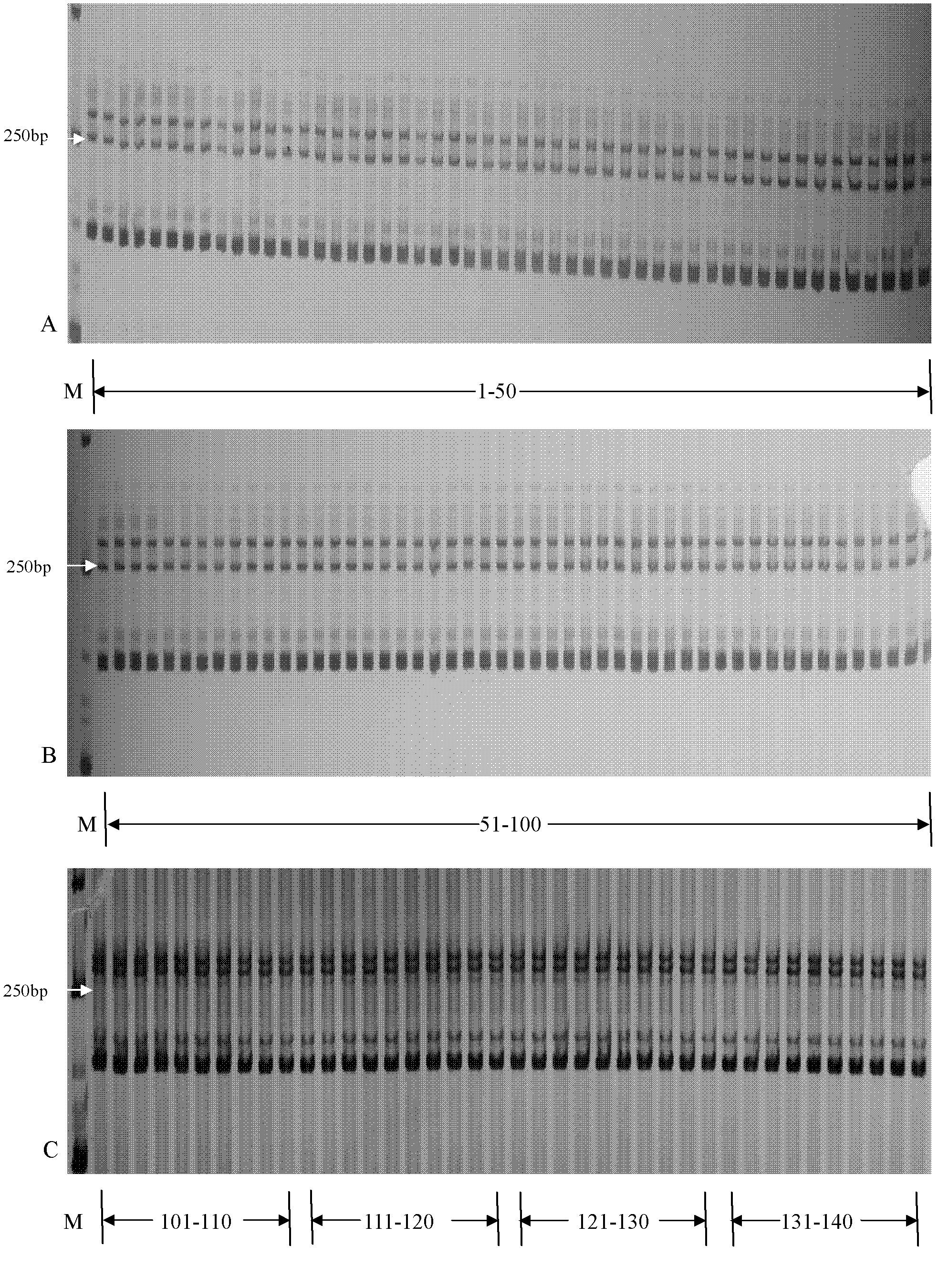 Molecular identification method for cotton restoring line containing sterile cytoplasm of gossypium harknessii