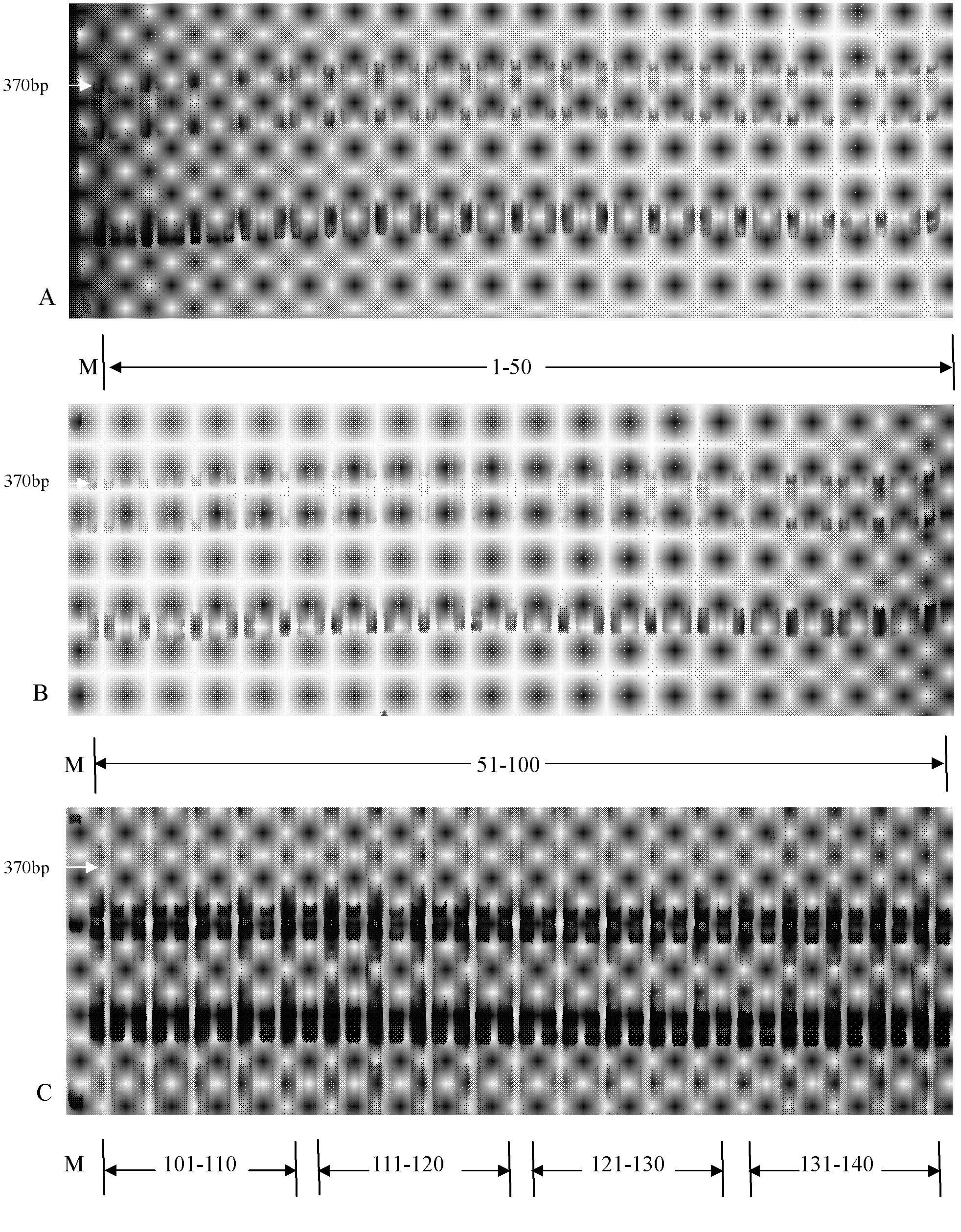 Molecular identification method for cotton restoring line containing sterile cytoplasm of gossypium harknessii