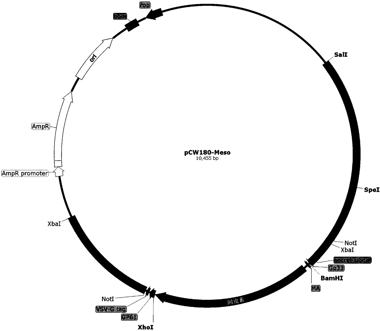 Mesothelin high-expression cancer treatment vaccine based on recombinant attenuated listeria monocytogenes