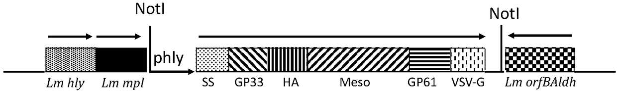 Mesothelin high-expression cancer treatment vaccine based on recombinant attenuated listeria monocytogenes