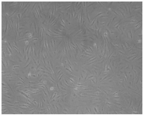 Isolation and culture of preadipocytes from croaker and its induction method