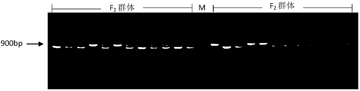 Method for cultivating cherry tomato inbred line with high soluble solids, high gloss and TYLCV resistance