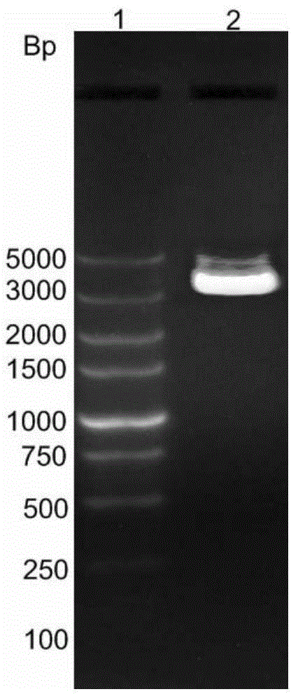 Use of antigen group in preparation of disease diagnosis kit and kit