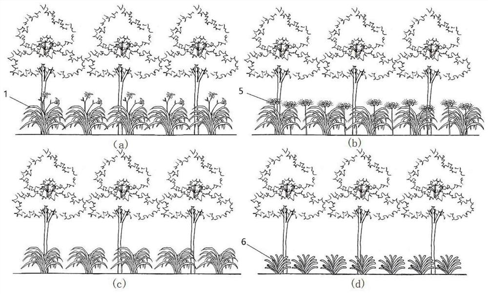 Mixed planting method of hemerocallis fulva and lycoris radiata at edge of ornamental forest