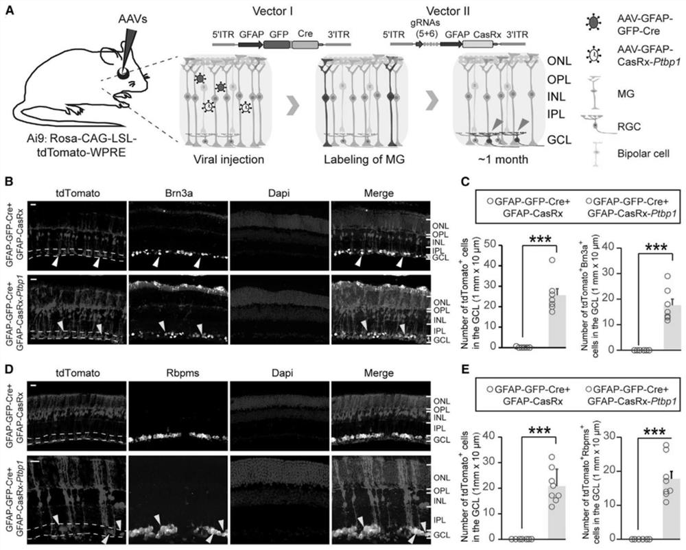 Application of Ptbp1 inhibitor in preventing and/or treating nervous system diseases related to functional neuron death