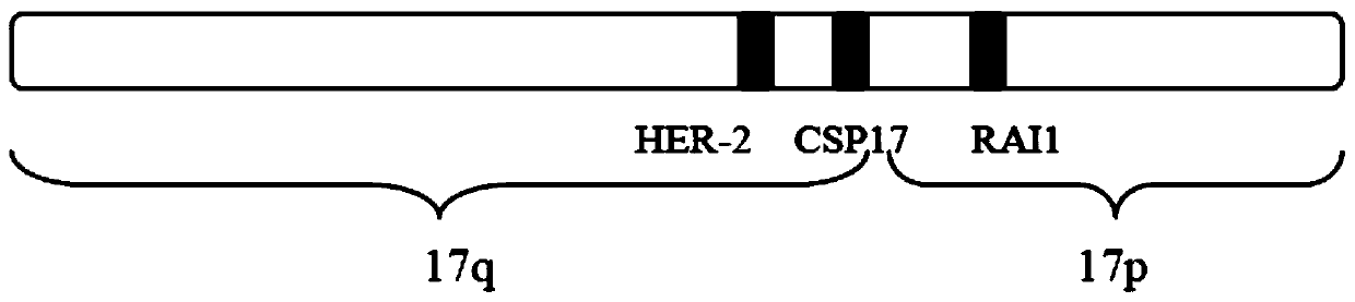 Probe group and kit used to detect HER-2 gene proliferation level and application thereof