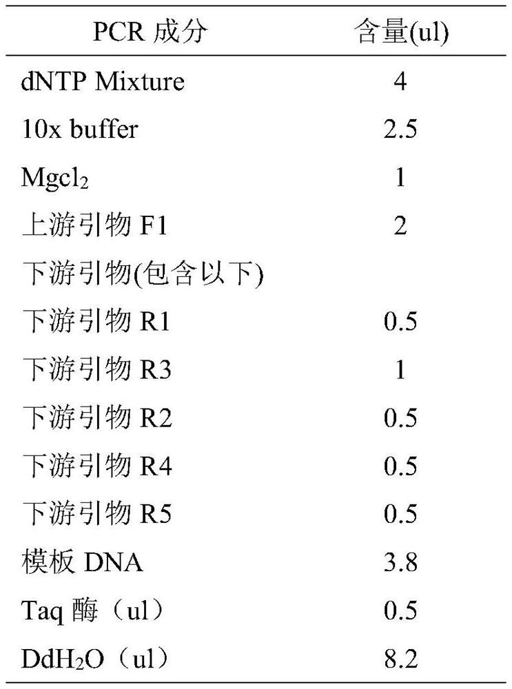 A universal single primer, kit and identification method suitable for the identification of common giant clam species in the southern sea area