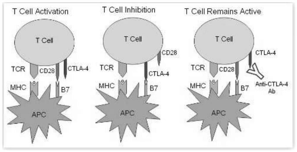 Composition for efficiently inducing and amplifying human peripheral blood killer immune cells, kit and culture method of immune cells