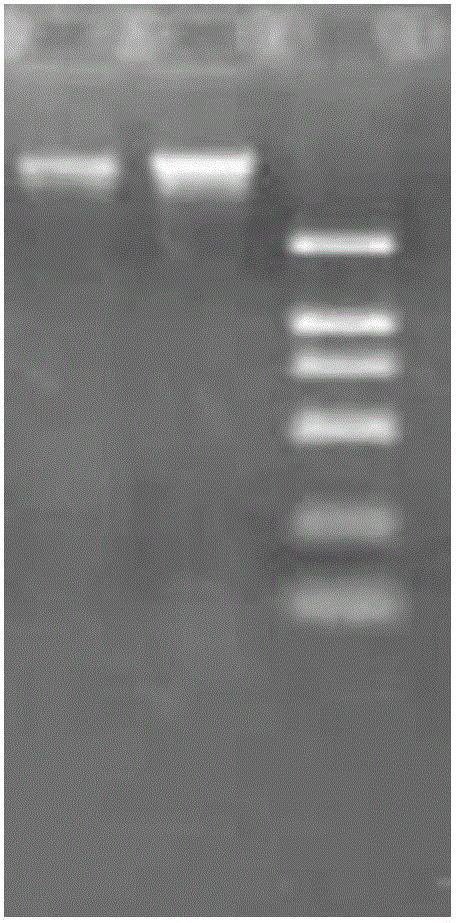 Extraction method of genomic DNA of plant leaf of traditional Chinese medicine