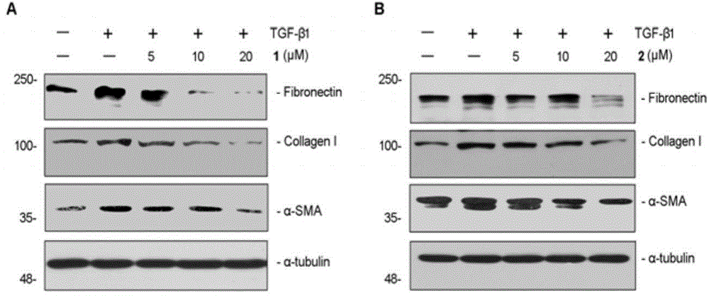 Ganoderma cochlear phenols A and B, pharmaceutical compositions of ganoderma cochlear phenols A and B and applications of ganoderma cochlear phenols A and B and pharmaceutical compositions in preparation of medicines and food