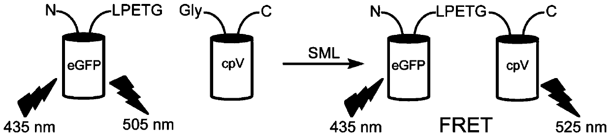 Staphylococcus aureus sortase a high efficiency mutant