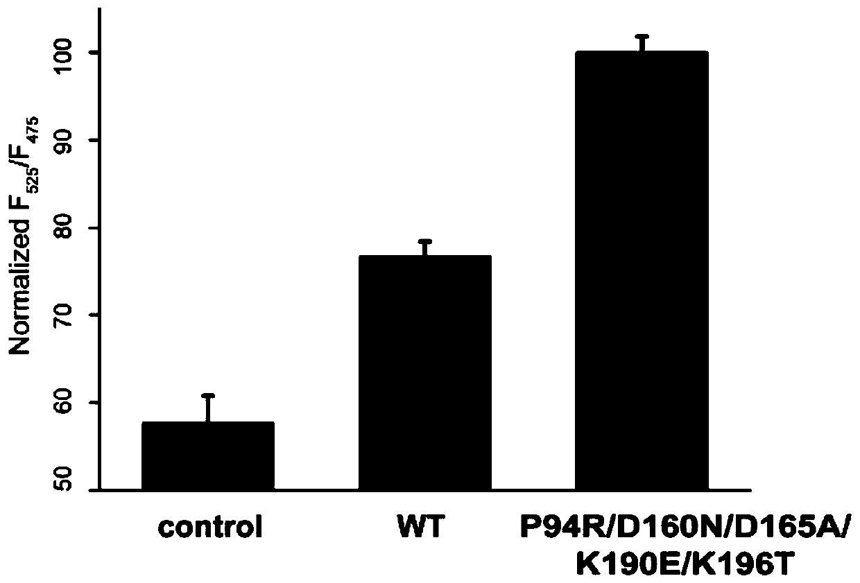 Staphylococcus aureus sortase a high efficiency mutant