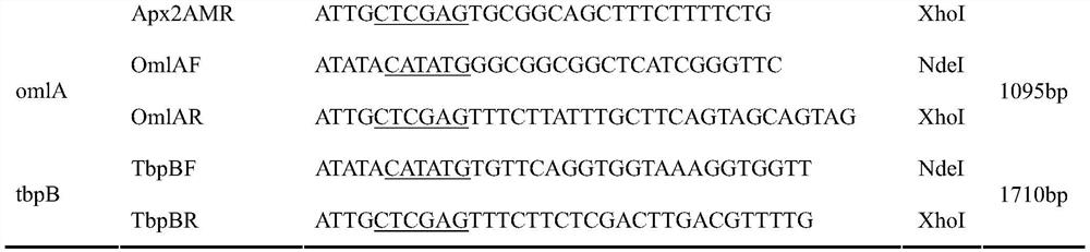 Porcine infectious actinobacillus pleuropneumoniae subunit vaccine