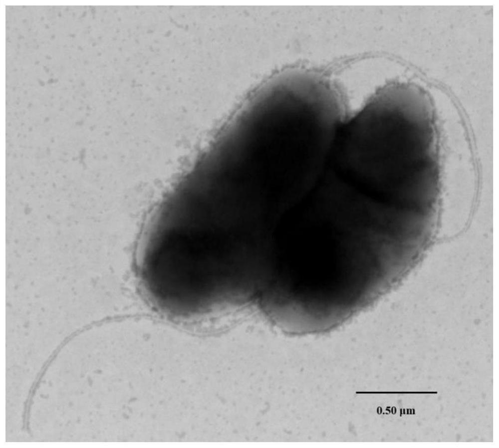 A kind of Pseudomonas phospholytica and application thereof