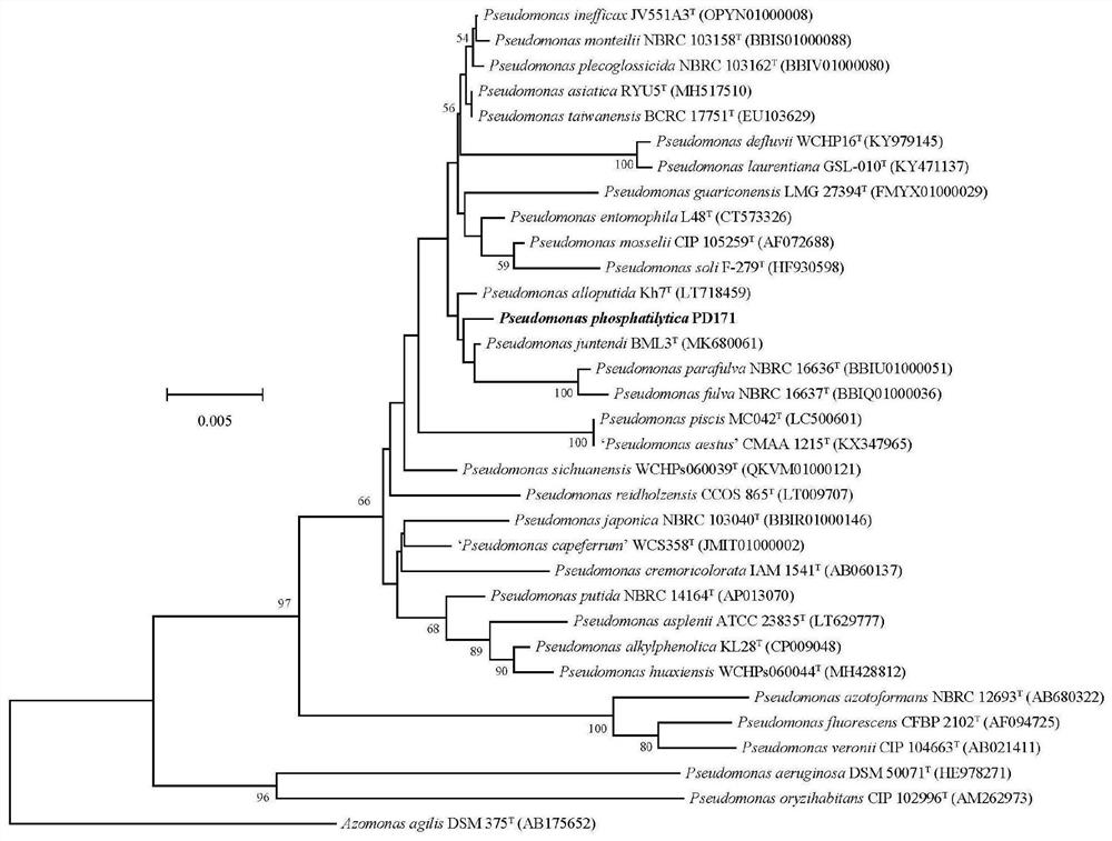 A kind of Pseudomonas phospholytica and application thereof