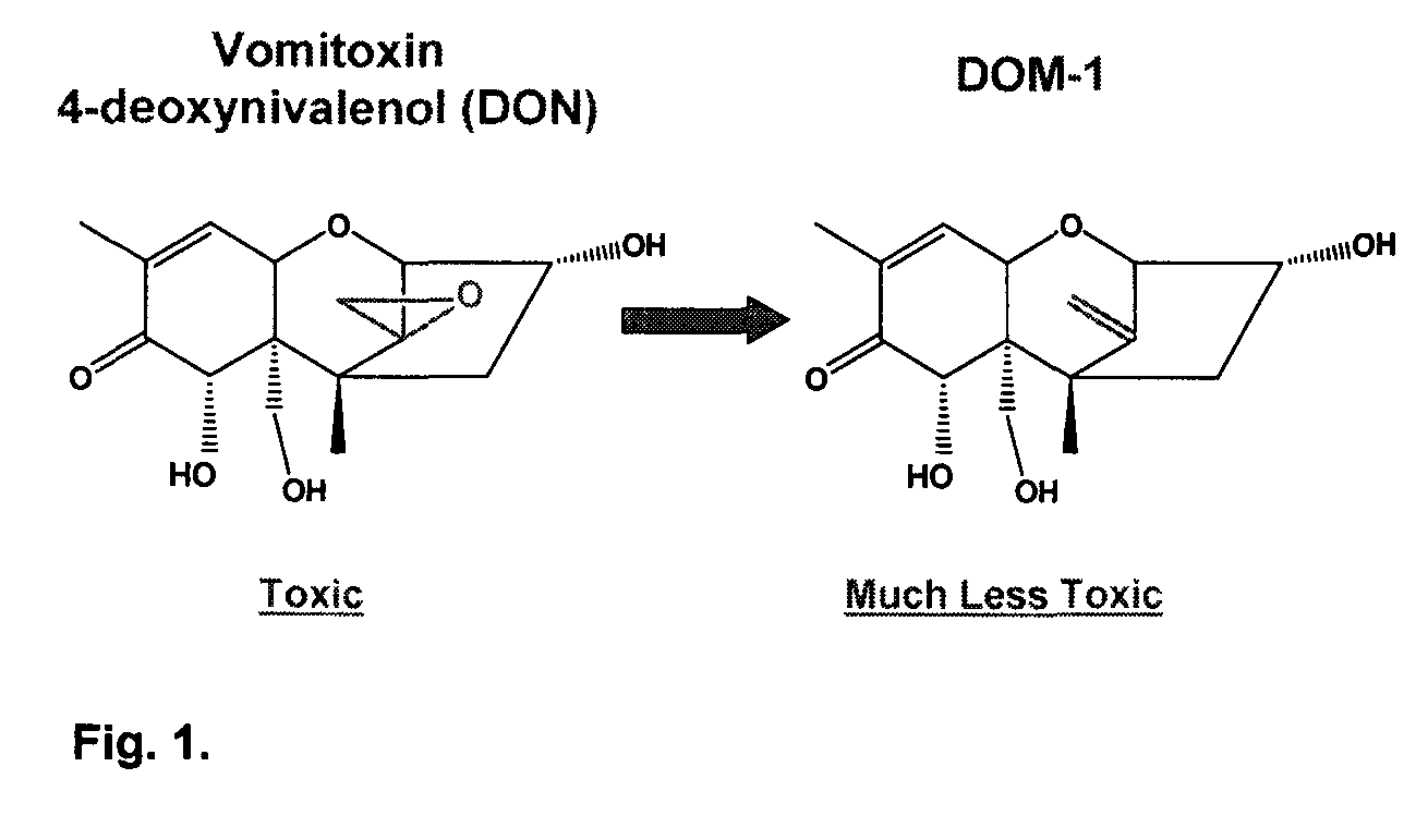 Bacterial isolate and methods for detoxification of trichothecene mycotoxins