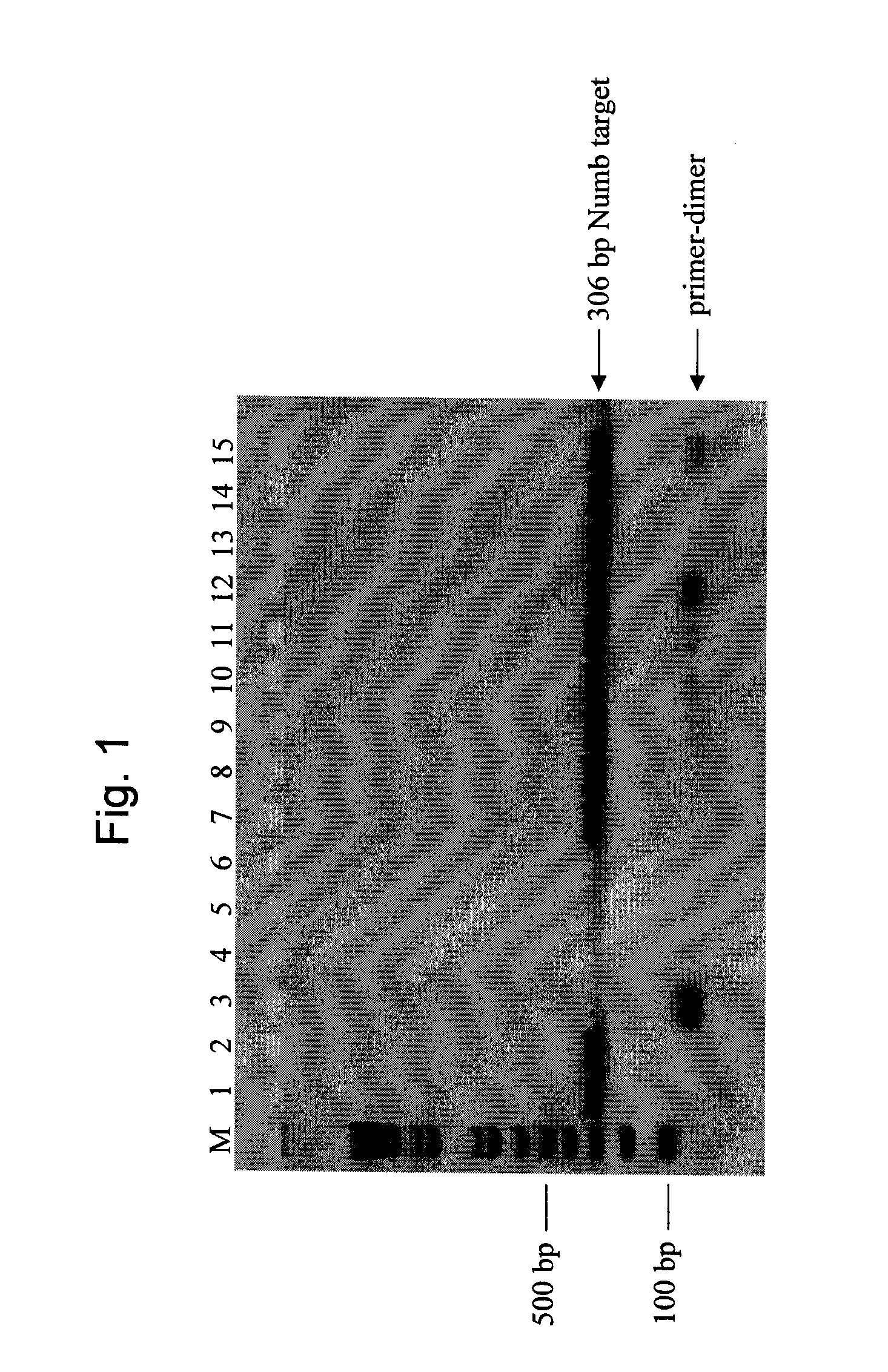 Novel hot start nucleic acid amplification