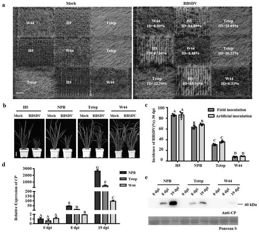 QRBSDV6R resistance gene and application thereof