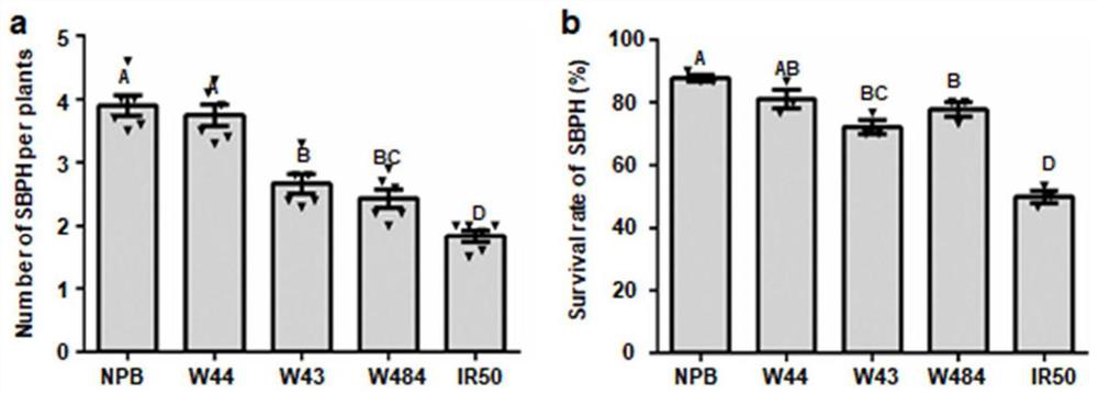 QRBSDV6R resistance gene and application thereof