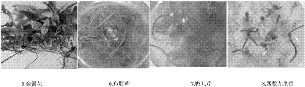 Method applicable to rapid propagation of various plants