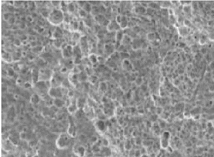 Preparation method of anode material for efficiently degrading phenol wastewater