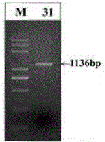 Peanut MYB transcription factor AhMYB31 and application thereof