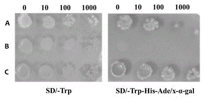 Peanut MYB transcription factor AhMYB31 and application thereof