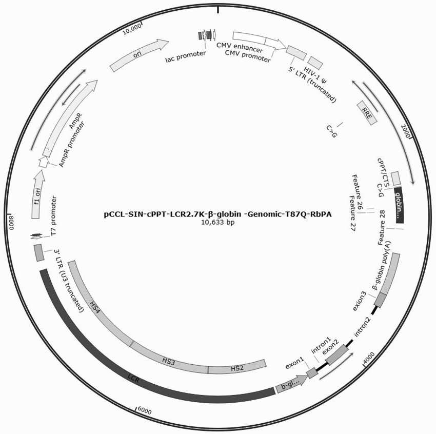 Beta-globin recombinant lentiviral vector and application thereof