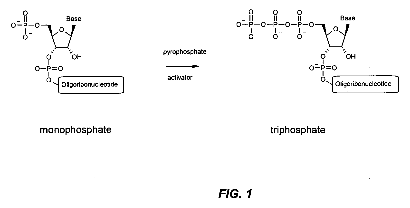 Immune Stimulatory Oligoribonucleotide Analogs Containing Modified Oligophosphate Moieties