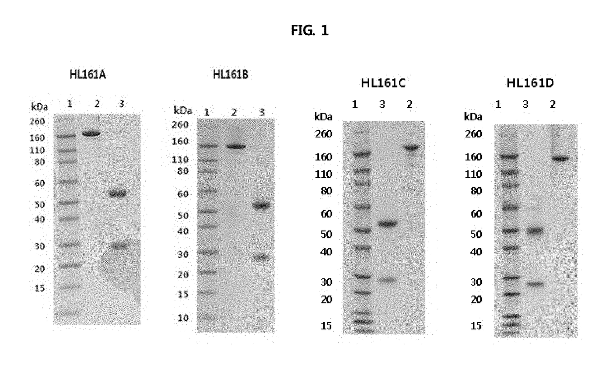 Antibody binding to fcrn for treating autoimmune diseases