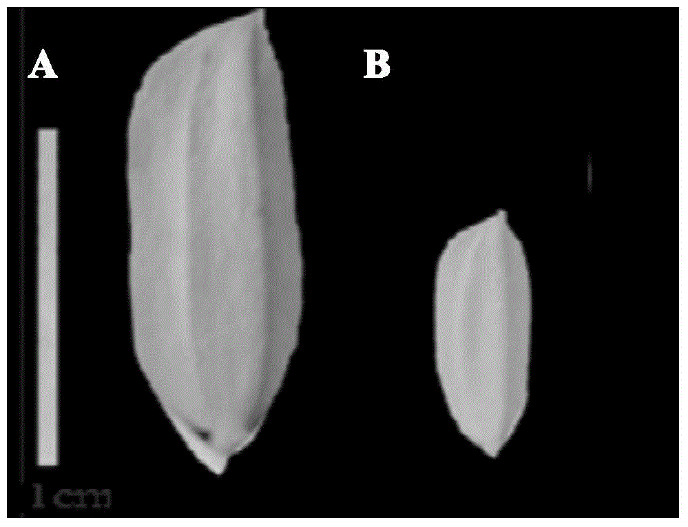 Four-primer molecular marking method for identifying different genotypes of rice grain length gene GS3