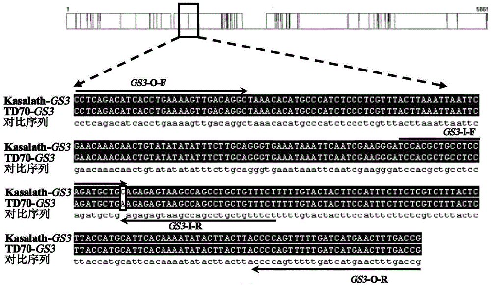 Four-primer molecular marking method for identifying different genotypes of rice grain length gene GS3