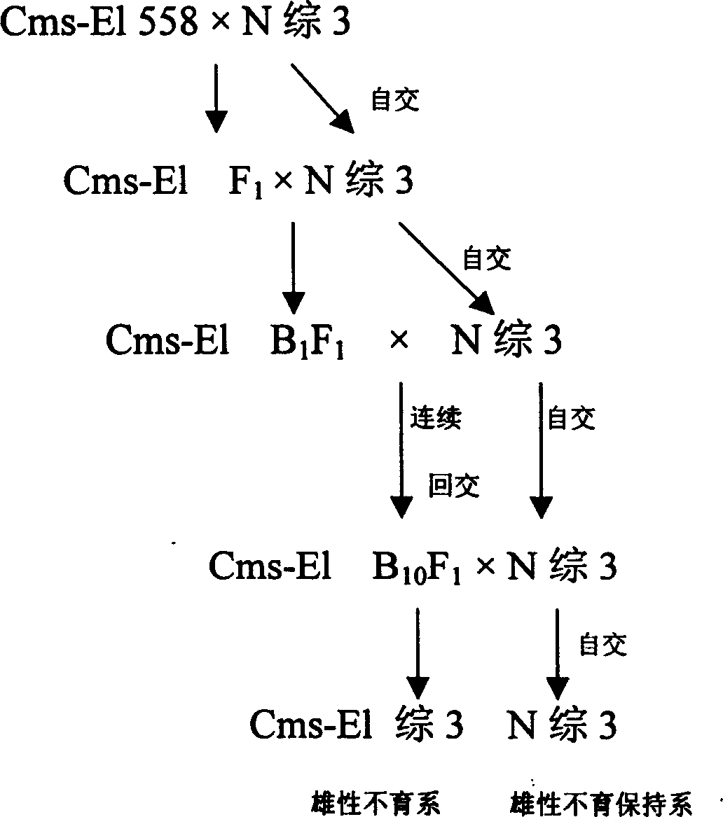 Method for production of corn hybrid seed