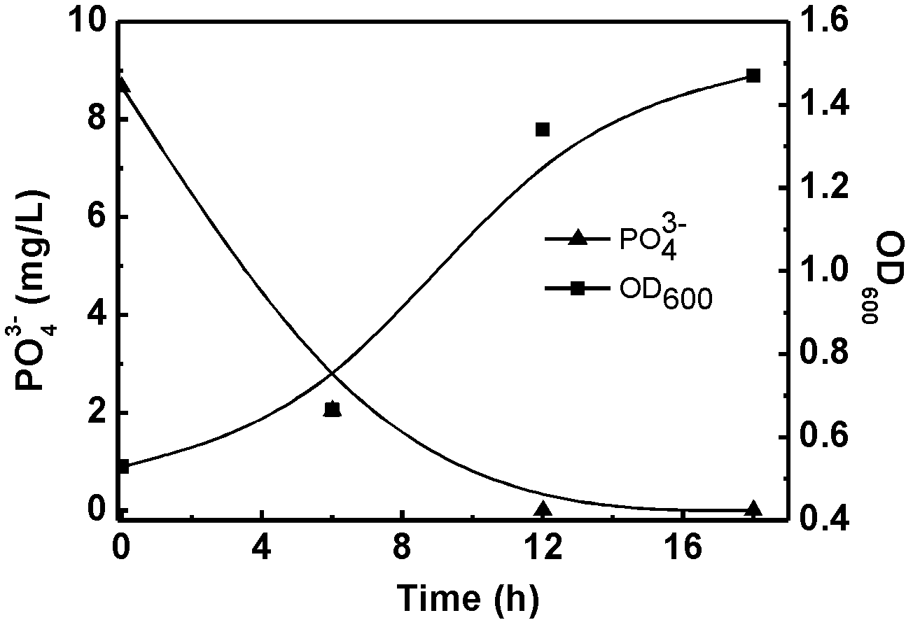 Comonas testosteroni with denitrification and dephosphorization functions and application thereof