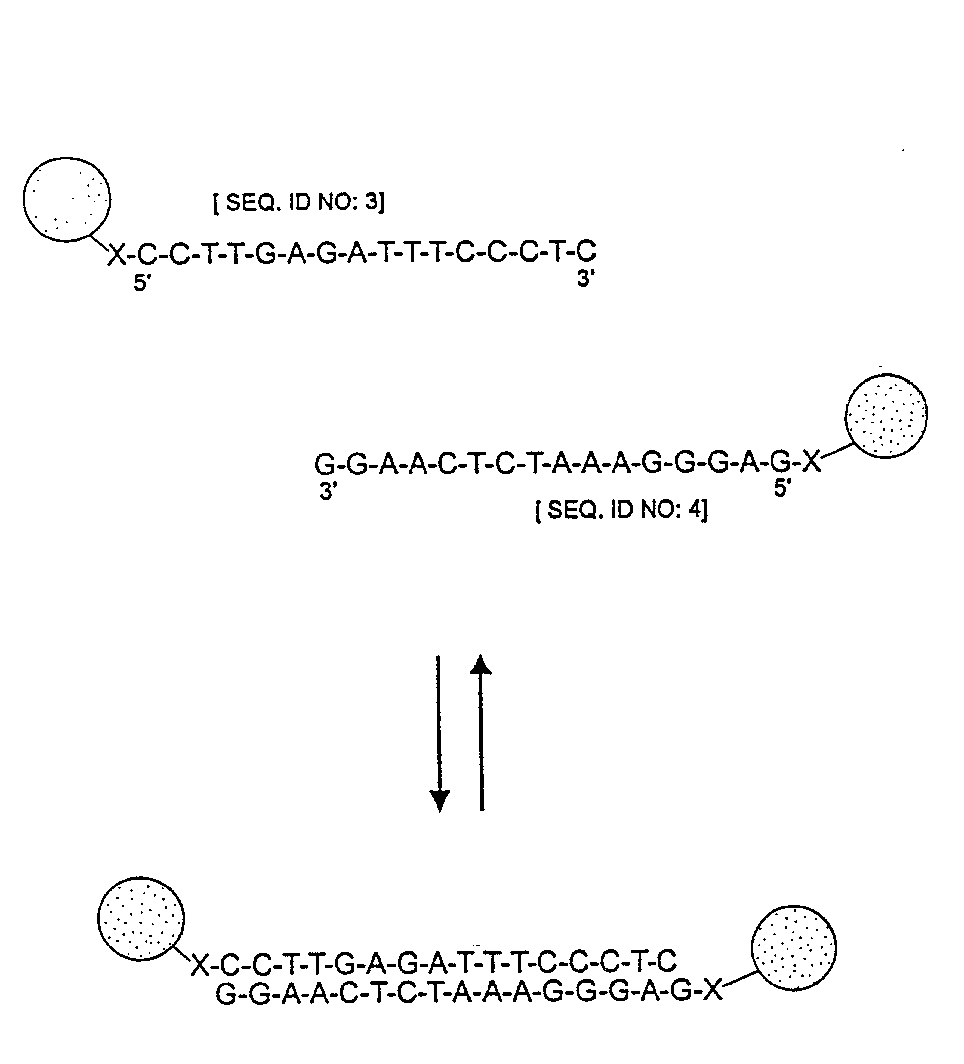 Nanoparticles having oligonucleotides attached thereto and uses therefor