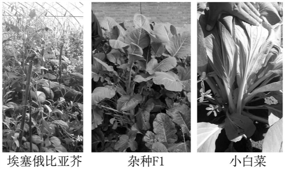 Molecular markers for identification of a10 and c07 chromosome segregation in hybrids between Chinese cabbage and Ethiopian mustard and their progeny