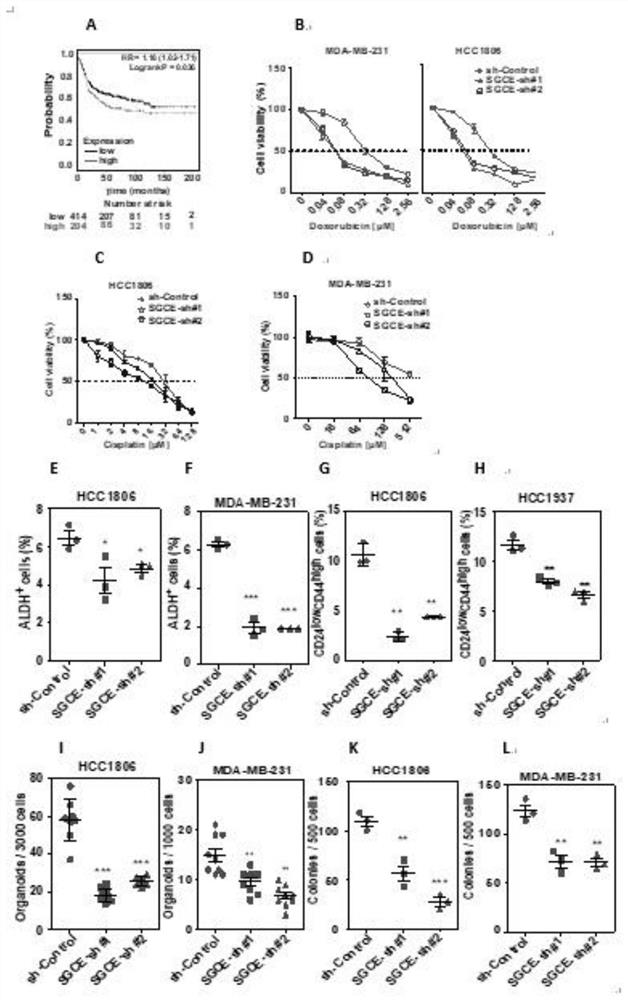 Application of reagents for inhibiting sgce gene