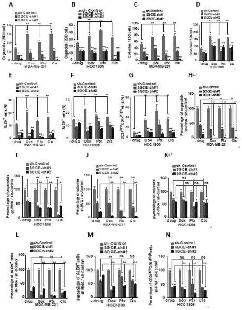 Application of reagents for inhibiting sgce gene