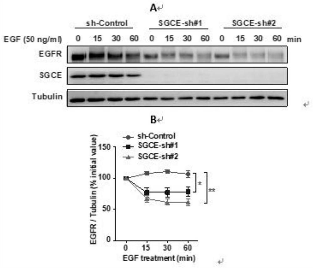 Application of reagents for inhibiting sgce gene