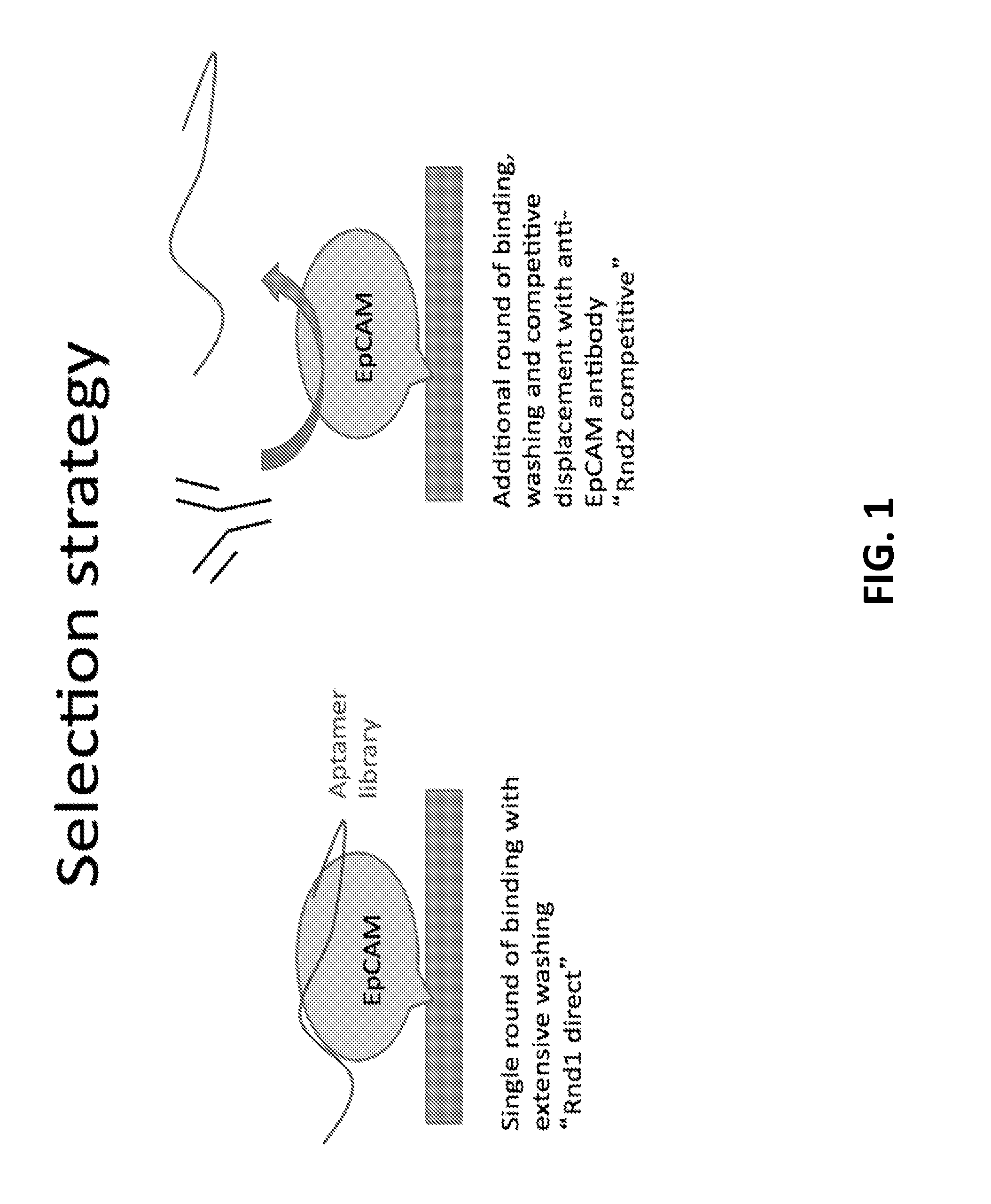 Oligonucleotide probes and uses thereof